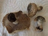Inocybe haemacta image