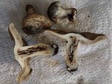 Inocybe haemacta image
