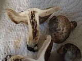 Inocybe haemacta image