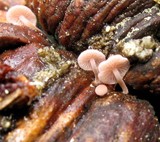 Strobilurus diminutivus image