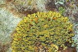 Xanthoria sorediata image