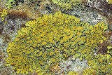 Xanthoria sorediata image
