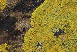 Xanthoria sorediata image