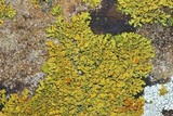 Xanthoria sorediata image