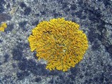 Xanthoria elegans image