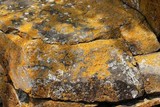 Xanthoria elegans image
