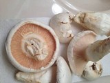 Catathelasma ventricosum image