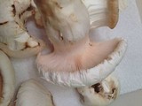 Catathelasma ventricosum image