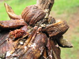 Strobilurus diminutivus image