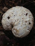 Catathelasma ventricosum image