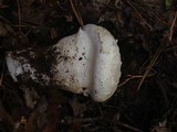 Catathelasma ventricosum image
