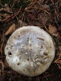 Catathelasma ventricosum image
