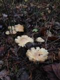 Cortinarius caperatus image