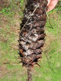 Strobilurus diminutivus image