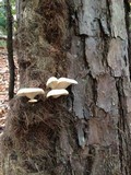 Pleurotus pulmonarius image