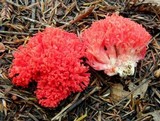 Ramaria araiospora image