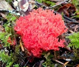 Ramaria araiospora image