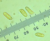 Ramaria araiospora image
