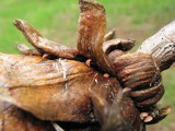 Strobilurus diminutivus image
