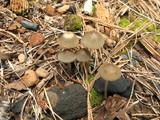 Coprinellus impatiens image