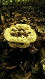 Inonotus dryadeus image