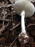 Amanita marmorata image