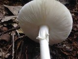 Amanita marmorata image