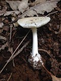 Amanita marmorata image
