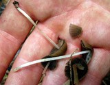 Coprinellus impatiens image