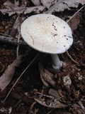 Amanita marmorata image