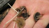 Coprinellus impatiens image