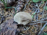 Lycoperdon nigrescens image