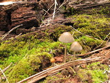 Coprinellus impatiens image