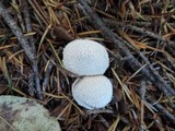 Lycoperdon nigrescens image