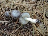 Tricholoma terreum image