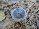 Tricholoma terreum image