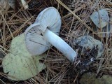 Tricholoma terreum image