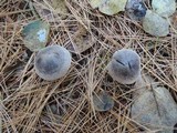Tricholoma terreum image