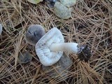 Tricholoma terreum image