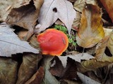 Hygrocybe miniata image