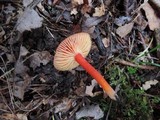 Hygrocybe miniata image