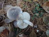 Tricholoma terreum image