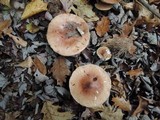 Tricholoma fulvum image