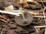 Coprinellus impatiens image