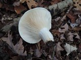 Lactarius deceptivus image
