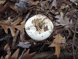 Lactarius deceptivus image