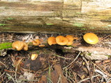 Kuehneromyces lignicola image