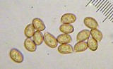 Cortinarius vibratilis image