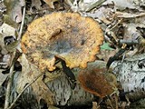Polyporus leptocephalus image