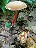 Boletus chrysenteron image